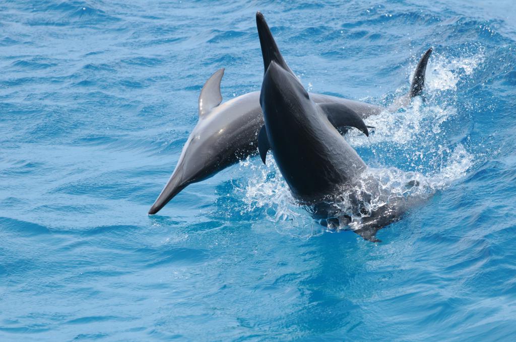 Dolphin Watching + Observatory with Lunch Buffet