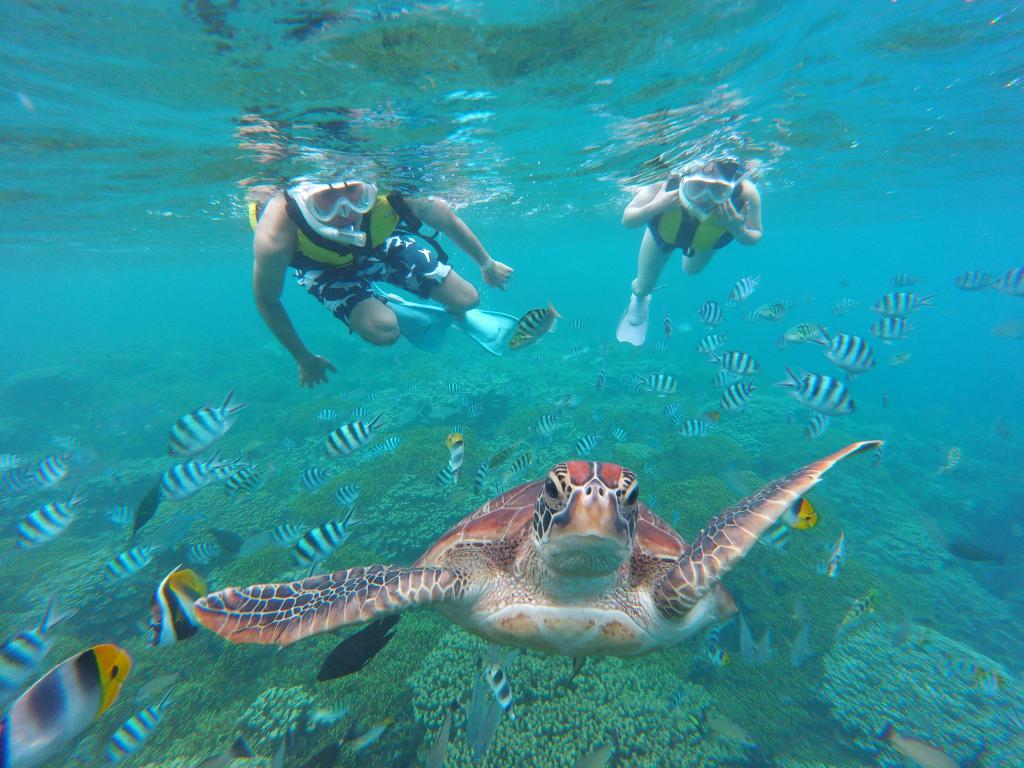 Snorkeling & Dolphin Watching (NTR)