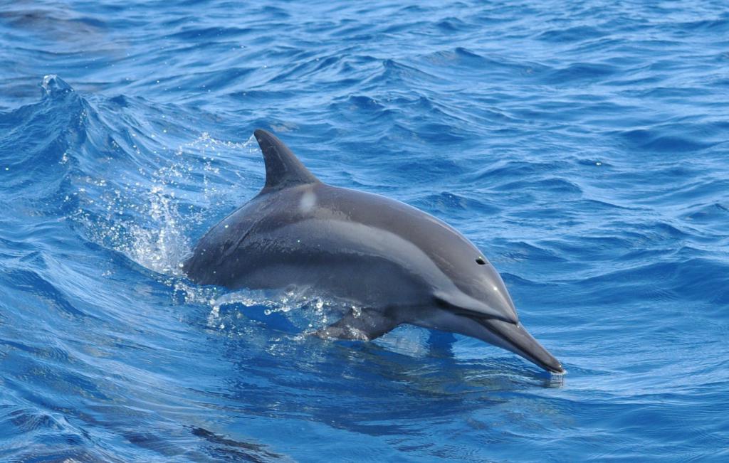 浮潜和观赏海豚（无接驳车）